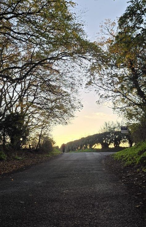 image_editor_output_image-1228696931-17623279231518679809003700644532 Pallette: Hallow~Fawkes