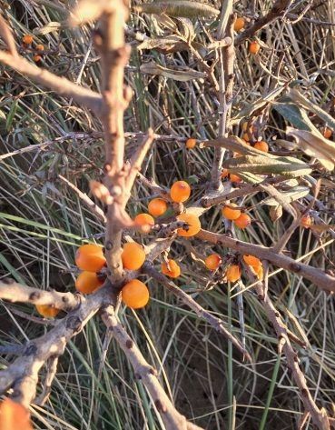 image_editor_output_image-503852464-17622897187268414612201066098740 Pallette: Hallow~Fawkes