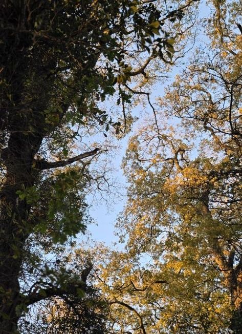 image_editor_output_image-98369842-1762327885172211917244202729030 Pallette: Hallow~Fawkes