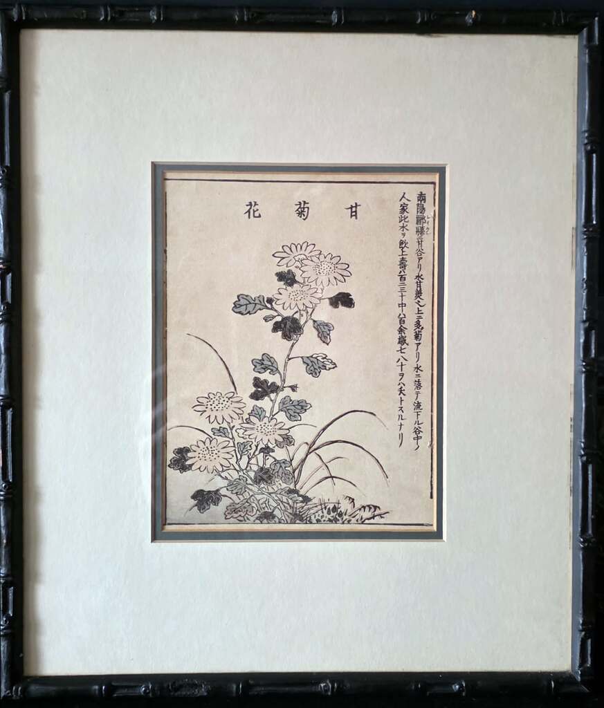 Csynth-873x1024 Wildflowers of the Floating World: The botany of Tachibana Yasukuni