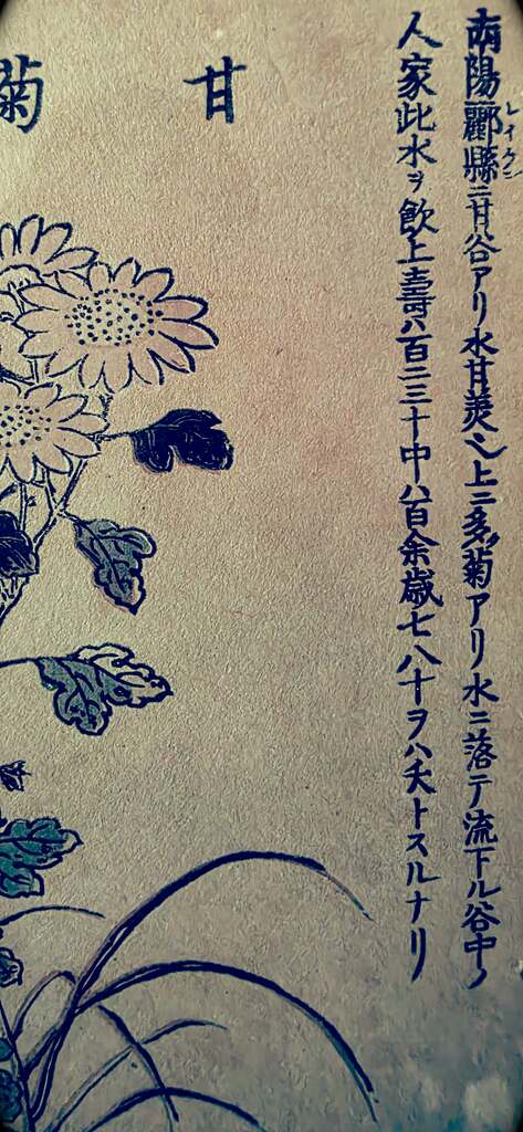 coloured-1-473x1024 Wildflowers of the Floating World: The botany of Tachibana Yasukuni